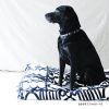 DIY Dog cushion with our dog Bruno on Goodlives.nl